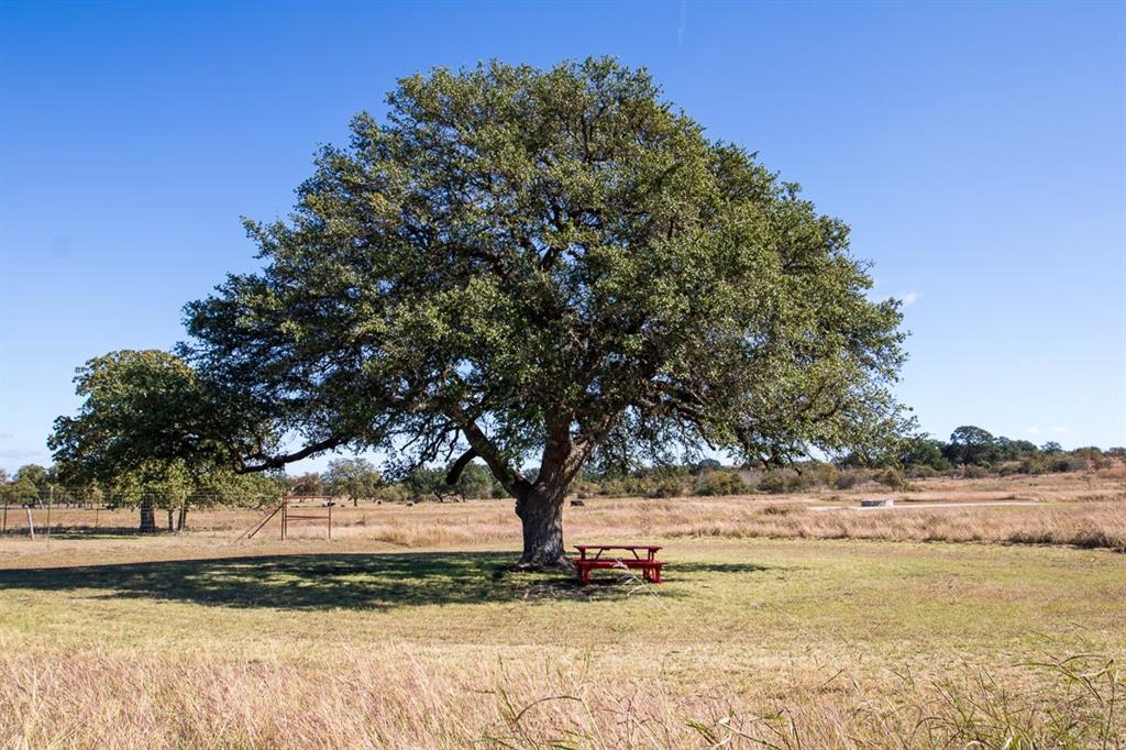 115 Strada Luca Florence, TX 76527 - Photo 21 of 25 a view of yard with trees