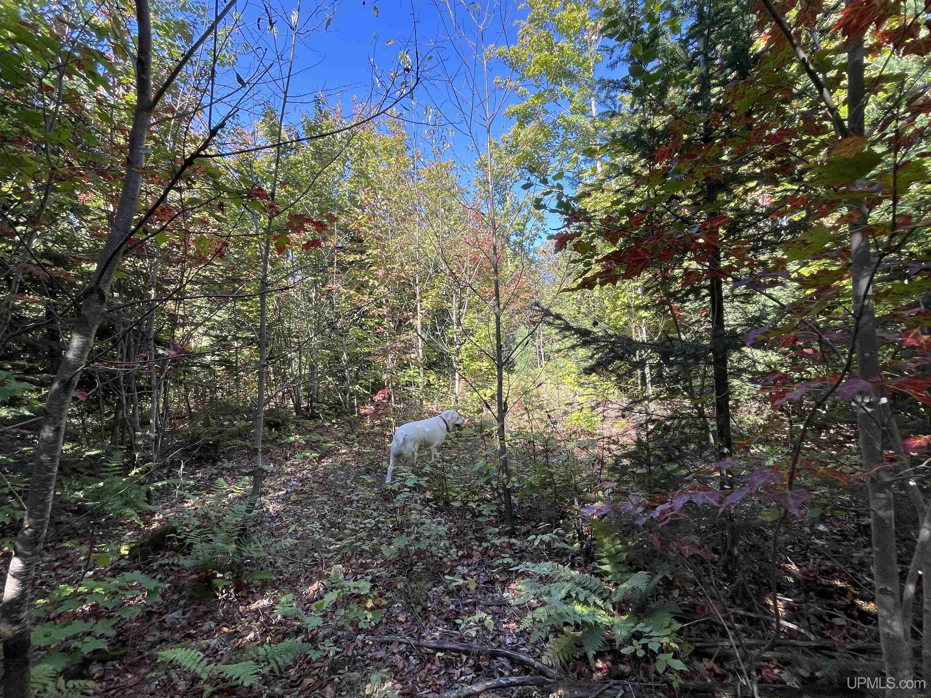 160 Acres Off H-58 Road Seney, MI 49883 - Photo 6 of 26