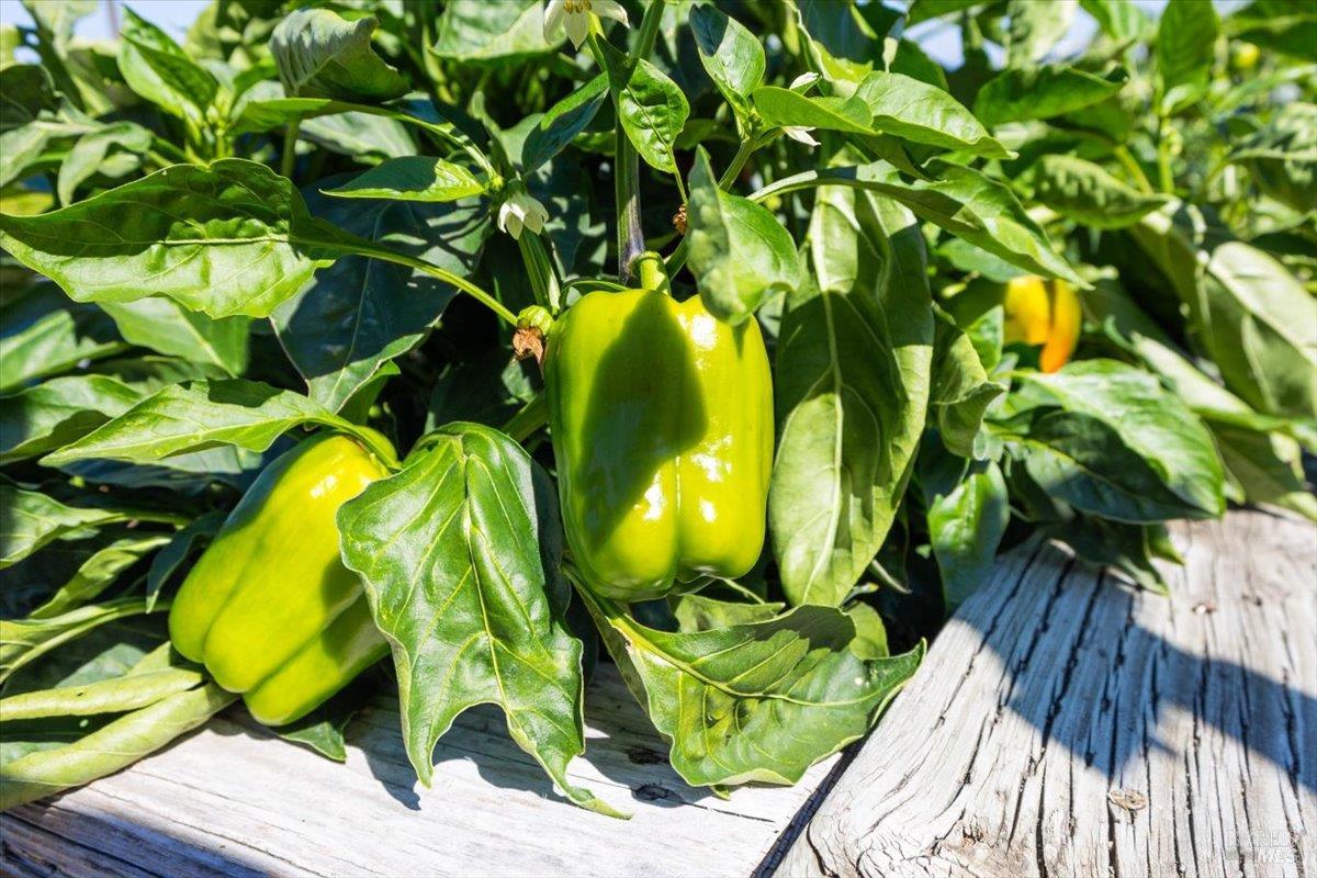 497-501 Laguna Vista Road Santa Rosa, CA 95401 - Photo 37 of 65