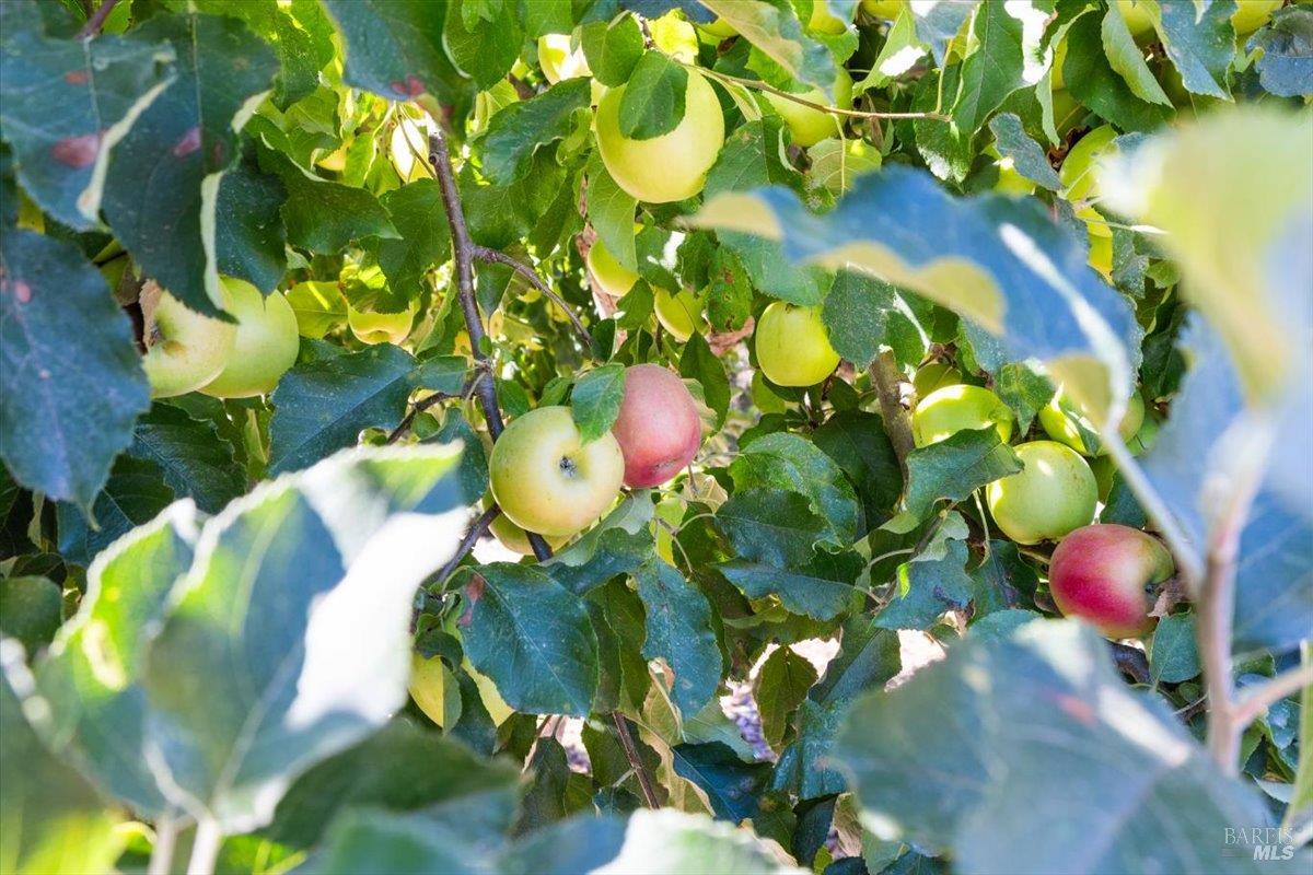 497-501 Laguna Vista Road Santa Rosa, CA 95401 - Photo 42 of 65