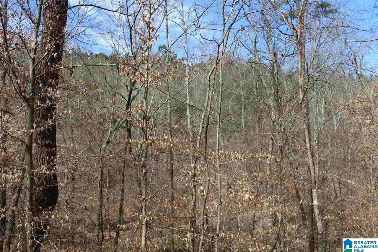 0 County Road 893 Heflin, AL 36264 - Photo 10 of 17