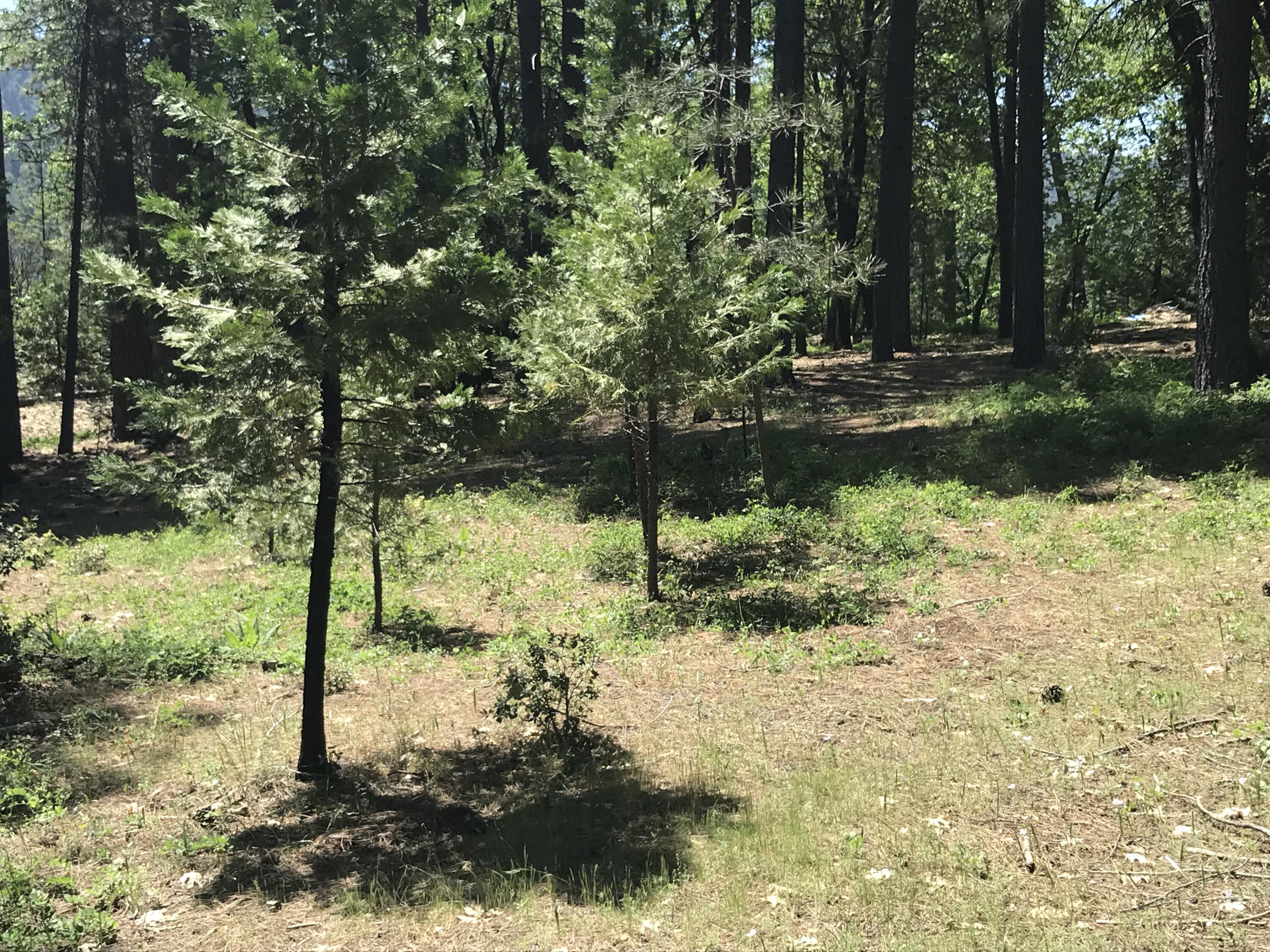 Phillips Road Oak Run, CA 96069 - Photo 11 of 16 a backyard of a house with lots of green space