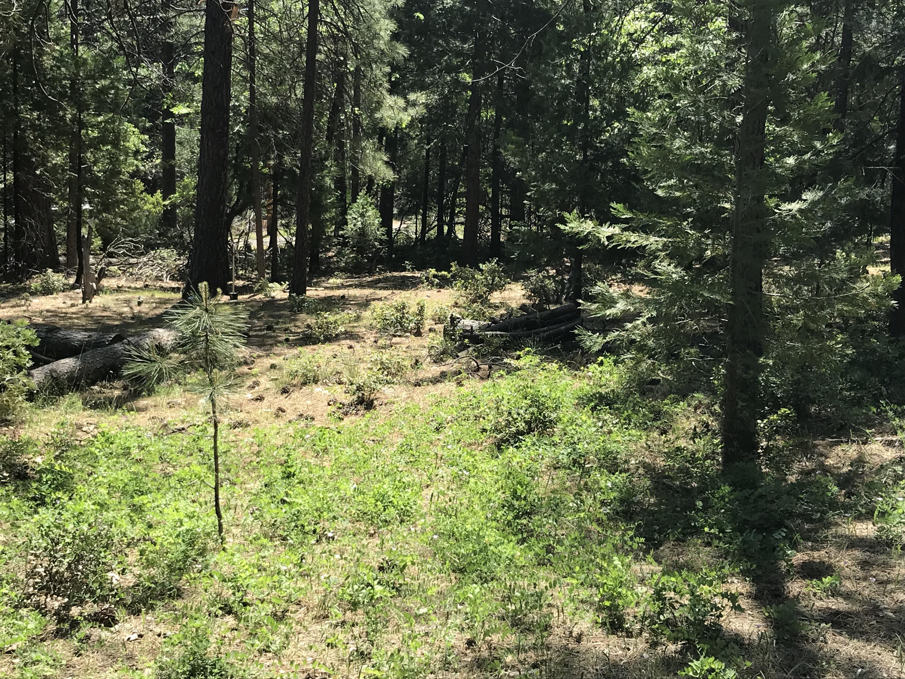 Phillips Road Oak Run, CA 96069 - Photo 12 of 16 a view of outdoor space and trees