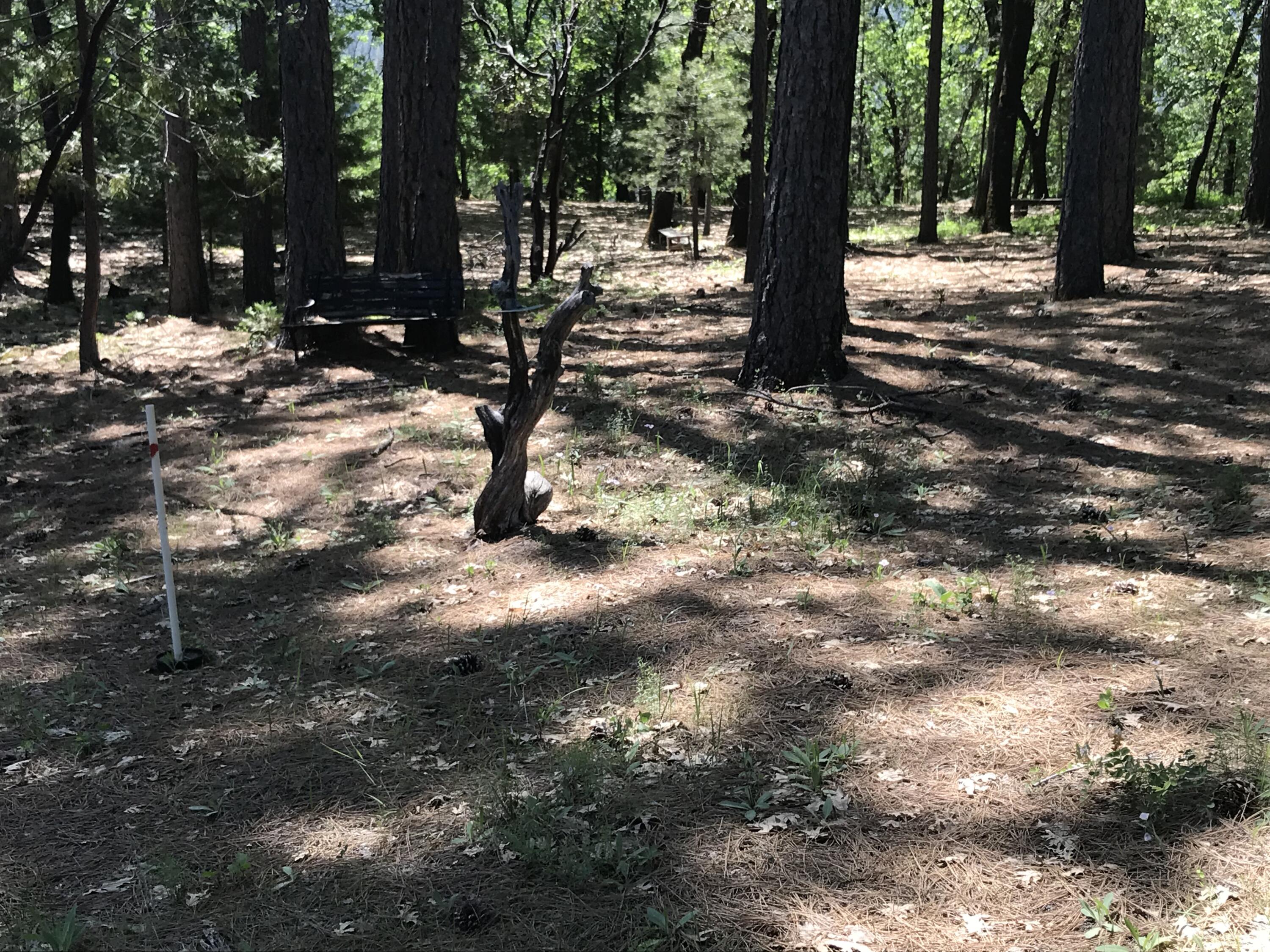 Phillips Road Oak Run, CA 96069 - Photo 13 of 16 a view of outdoor space with deck and trees