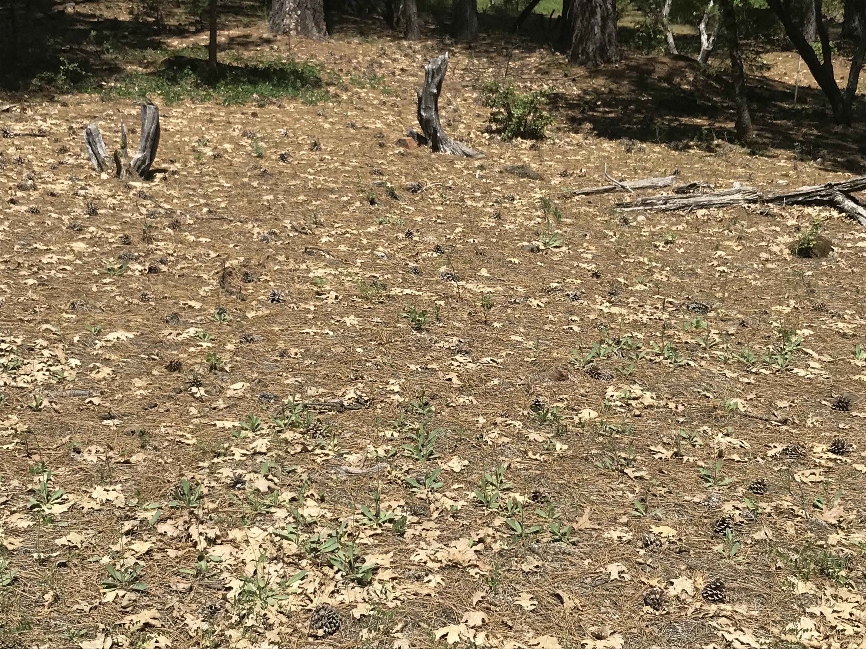 Phillips Road Oak Run, CA 96069 - Photo 14 of 16 a view of a dry yard with wooden fence