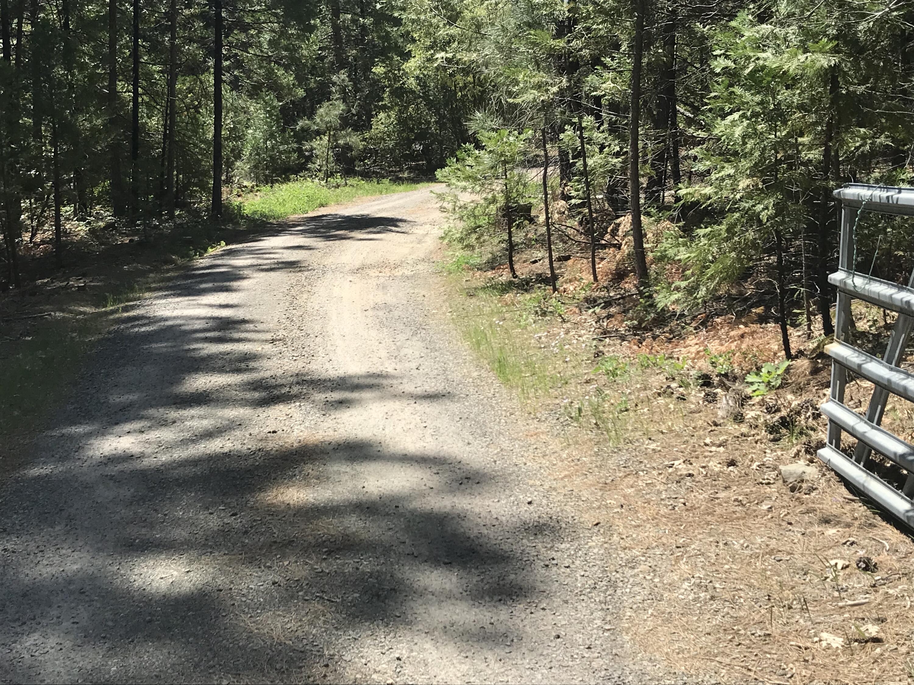 Phillips Road Oak Run, CA 96069 - Photo 16 of 16 a view of yard with trees