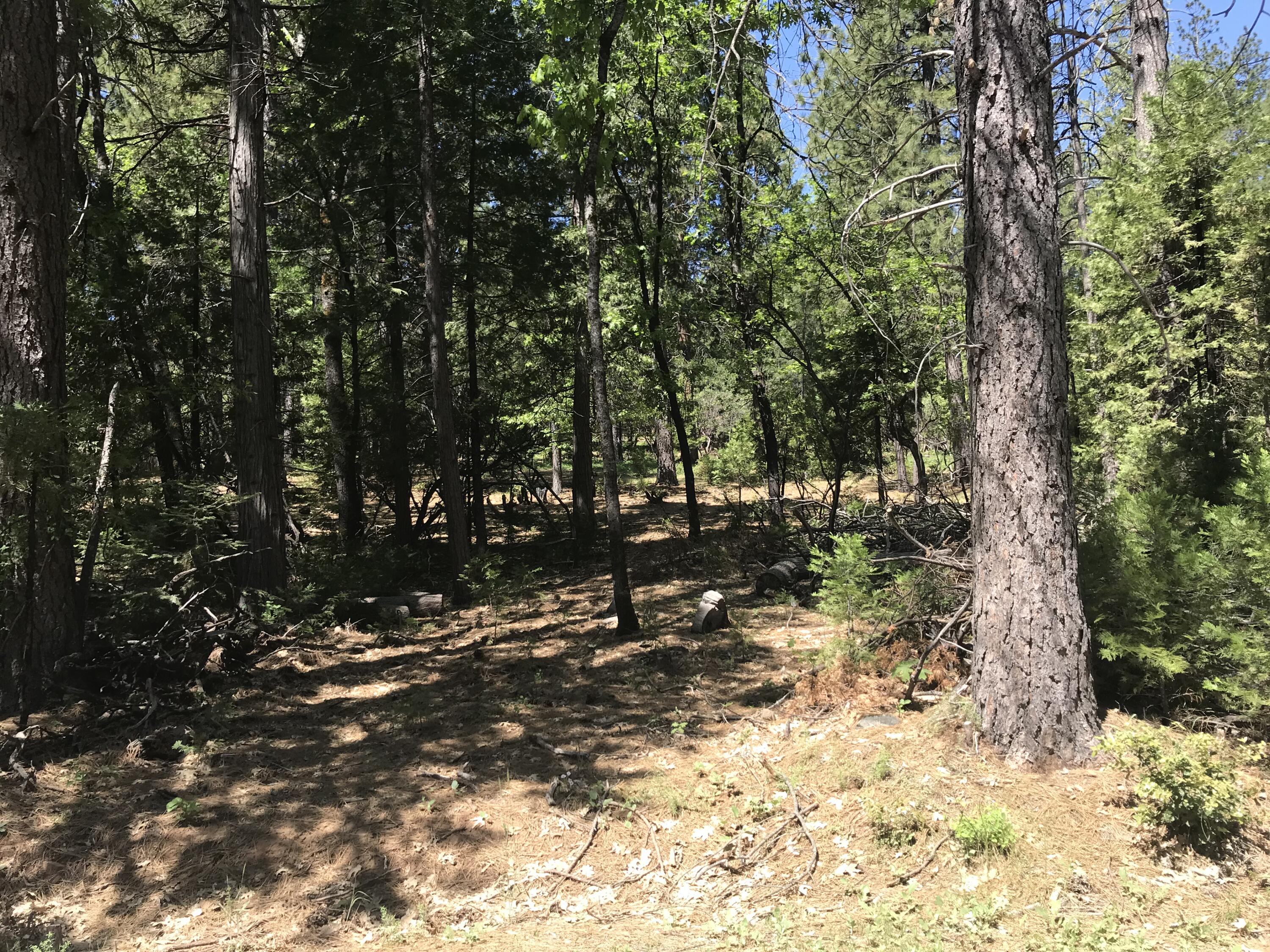 Phillips Road Oak Run, CA 96069 - Photo 4 of 16 a view of outdoor space with trees