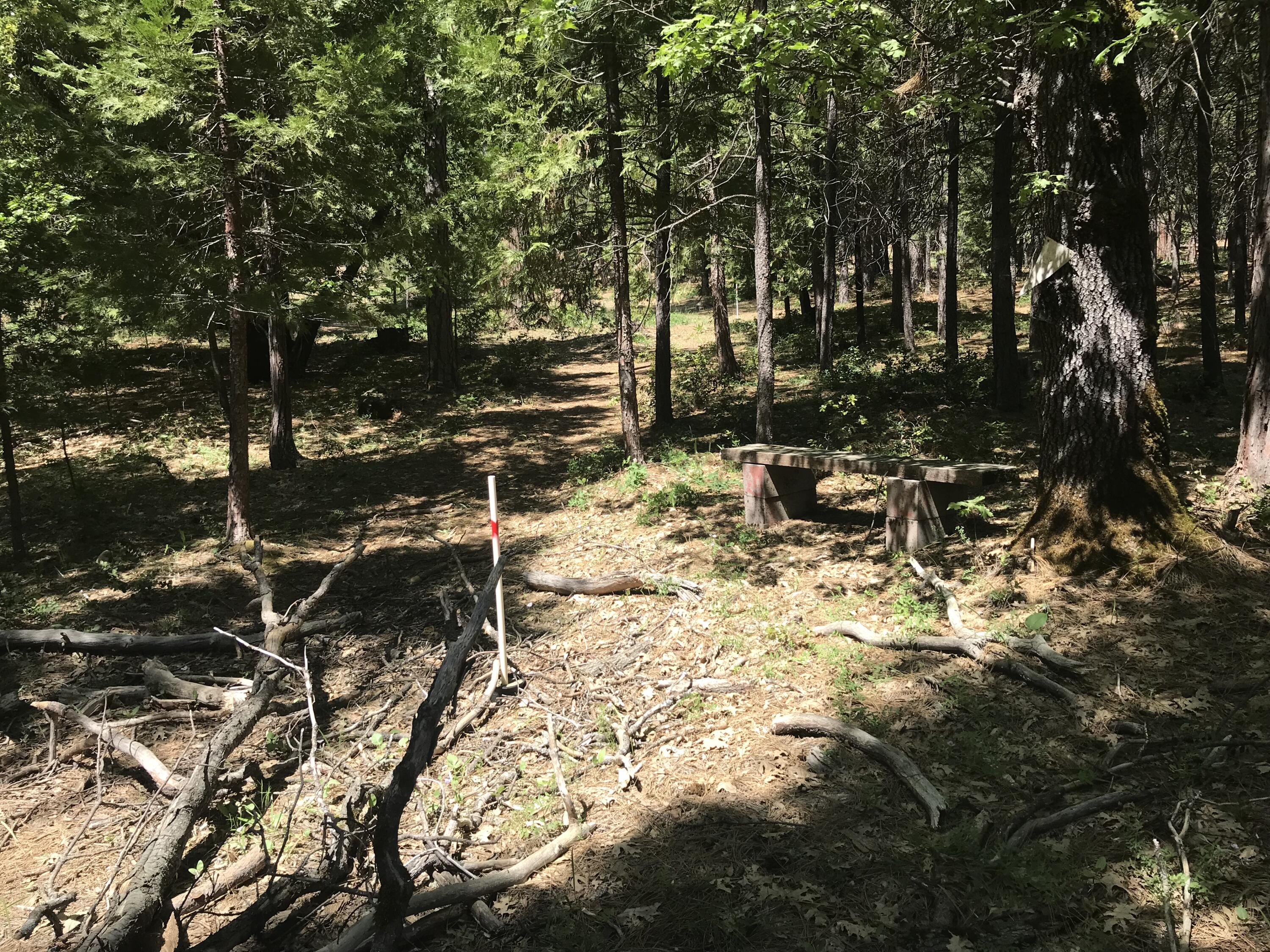 Phillips Road Oak Run, CA 96069 - Photo 6 of 16 a view of a yard with plants and trees