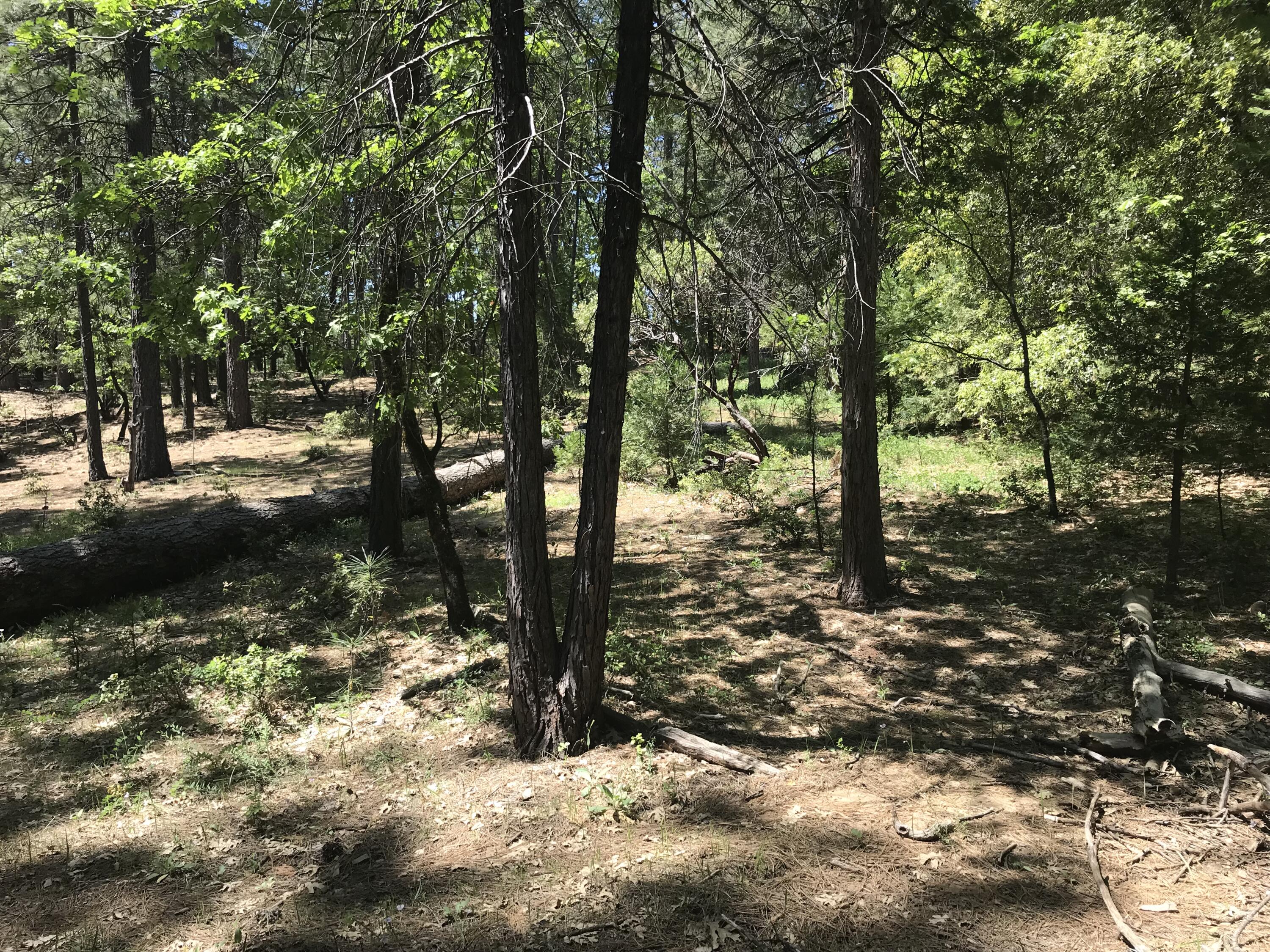 Phillips Road Oak Run, CA 96069 - Photo 7 of 16 a view of a tree in the middle of a yard