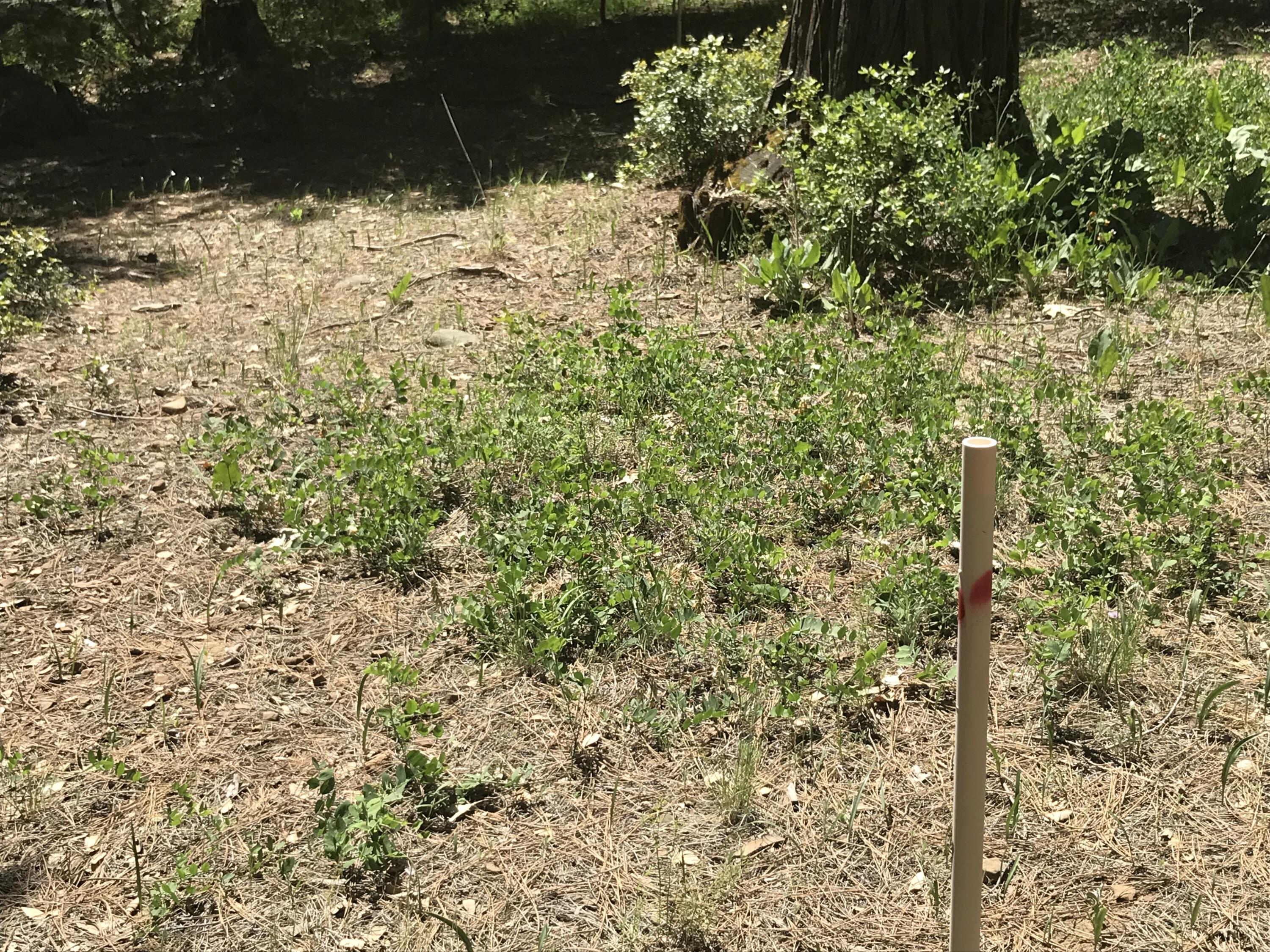 Phillips Road Oak Run, CA 96069 - Photo 10 of 16 a view of a yard of the house