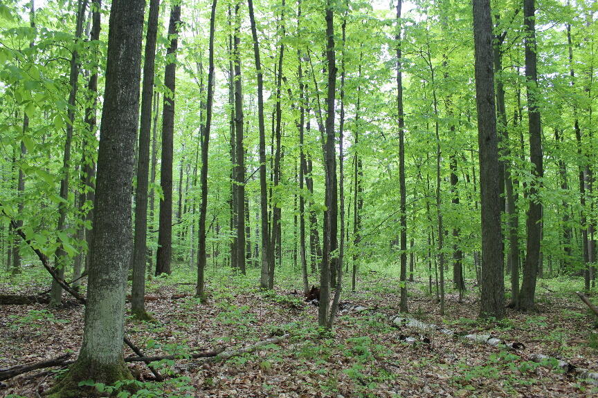Parcel #9 Parcel Road Mio, MI 48647 - Photo 3 of 12 Gallery Image 3