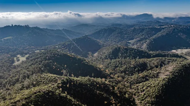 a view of a yard with a tree