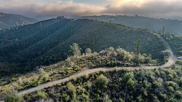 a view of a dry yard with plants and large trees