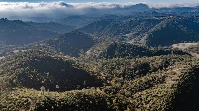 a view of a mountain with a tree in the background