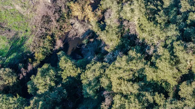 a view of a lush green forest