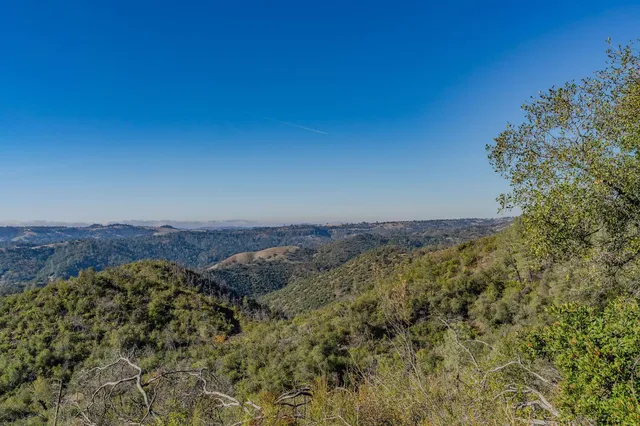 a view of yard with trees