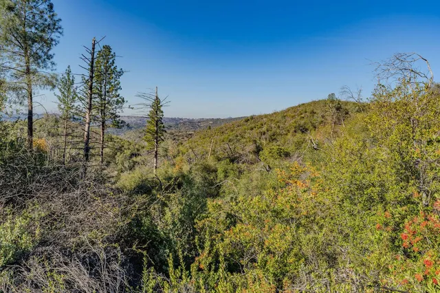 a view of a yard with a tree