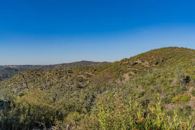 a view of a bunch of trees and bushes