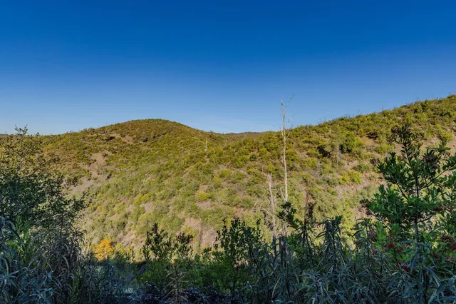 a big yard with lots of green space