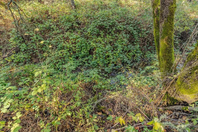 a view of a yard with a tree