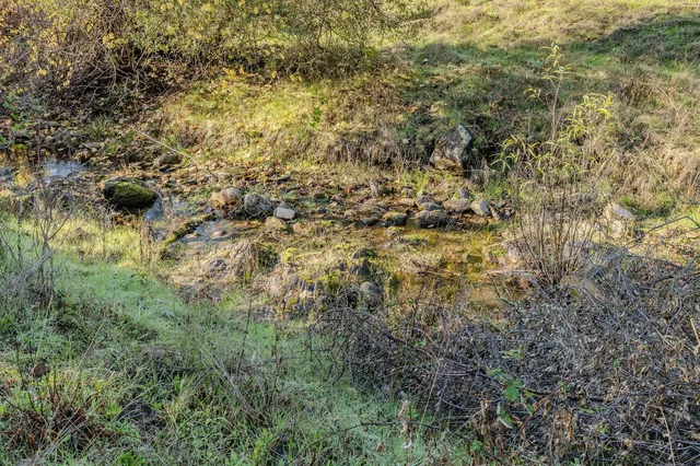a view of a bunch of trees and bushes