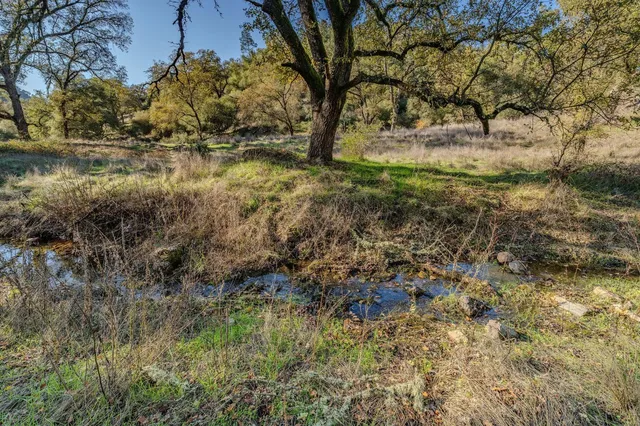 a view of a forest with a tree