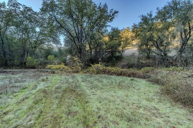 a view of a forest with trees in the background