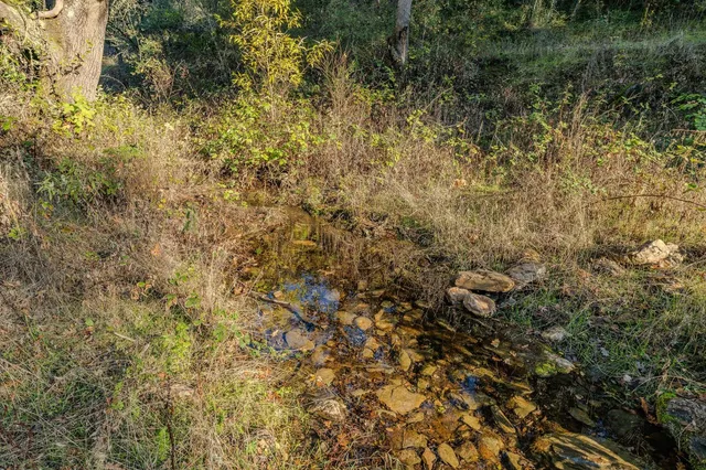a view of a forest with a tree