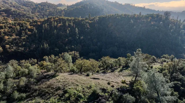 a view of a large tree with a mountain in the background