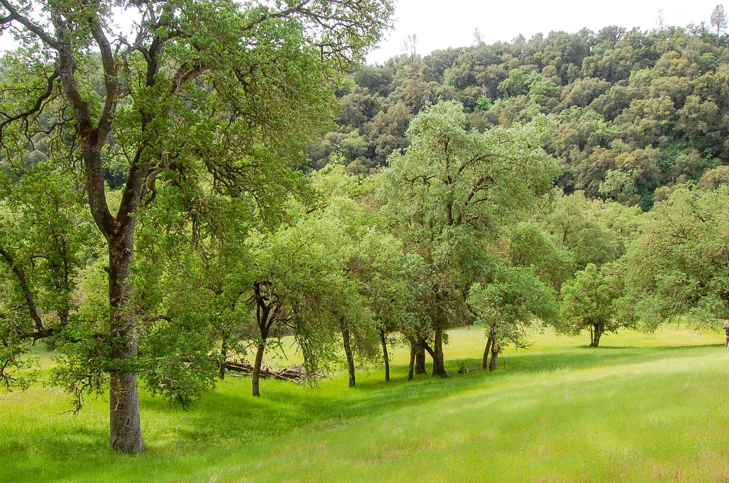 71 Hawver Road San Andreas, CA 95249 - Photo 87 of 96