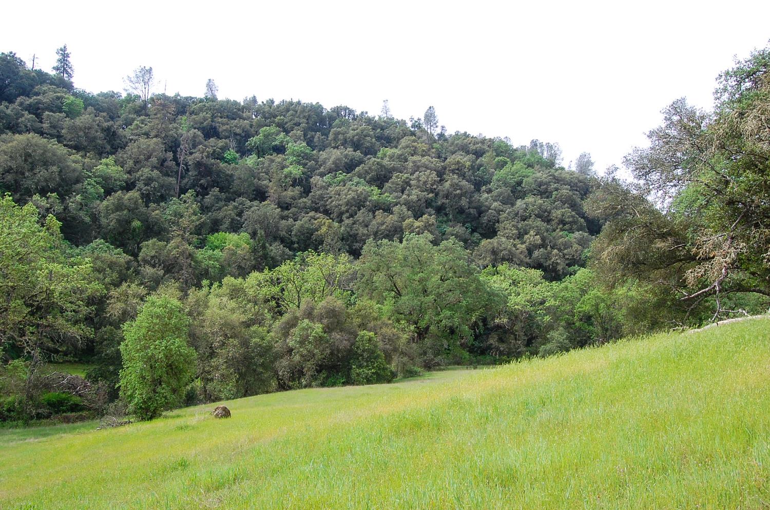 71 Hawver Road San Andreas, CA 95249 - Photo 88 of 96 a view of a green field with lots of bushes
