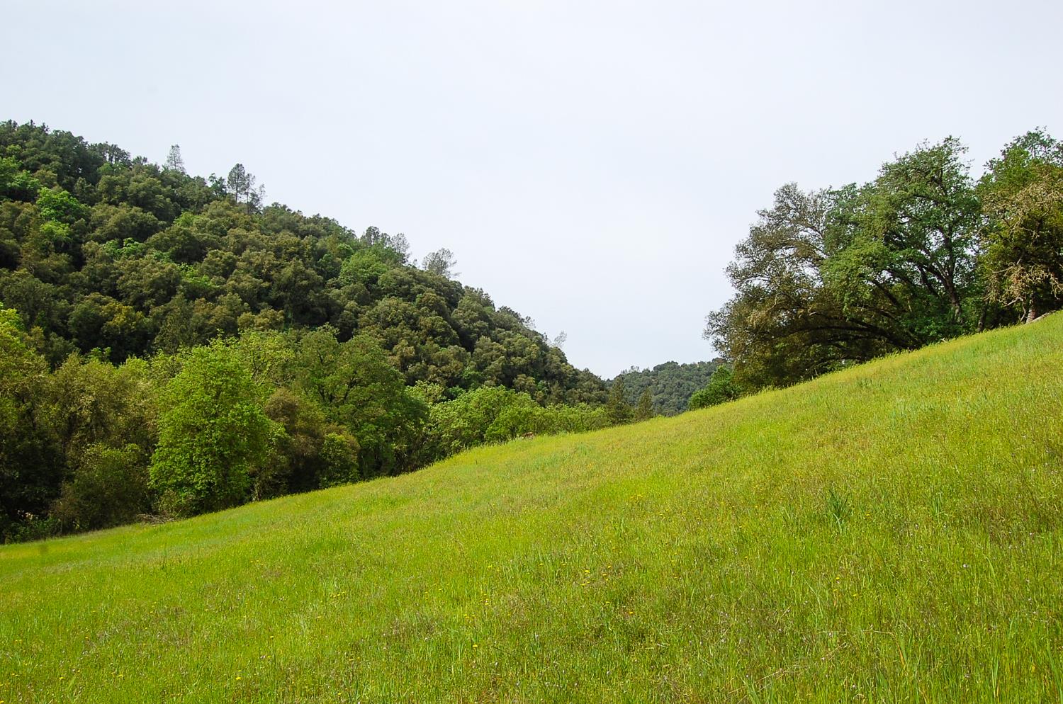 71 Hawver Road San Andreas, CA 95249 - Photo 91 of 96 a view of a field with a tree in the background