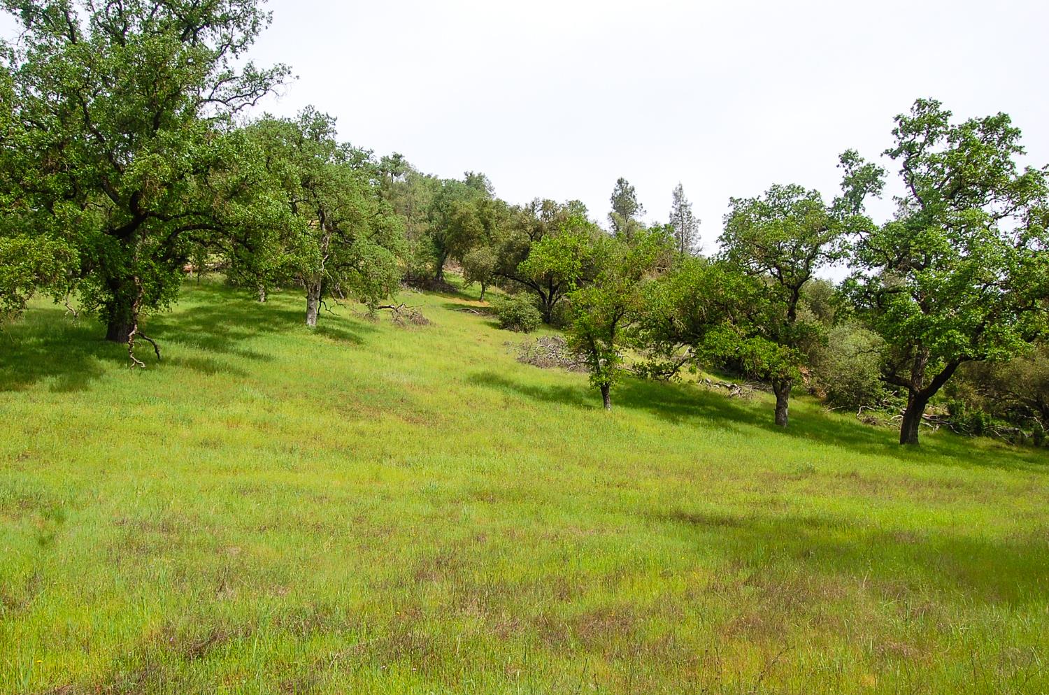 71 Hawver Road San Andreas, CA 95249 - Photo 95 of 96 a view of a field with trees in the background