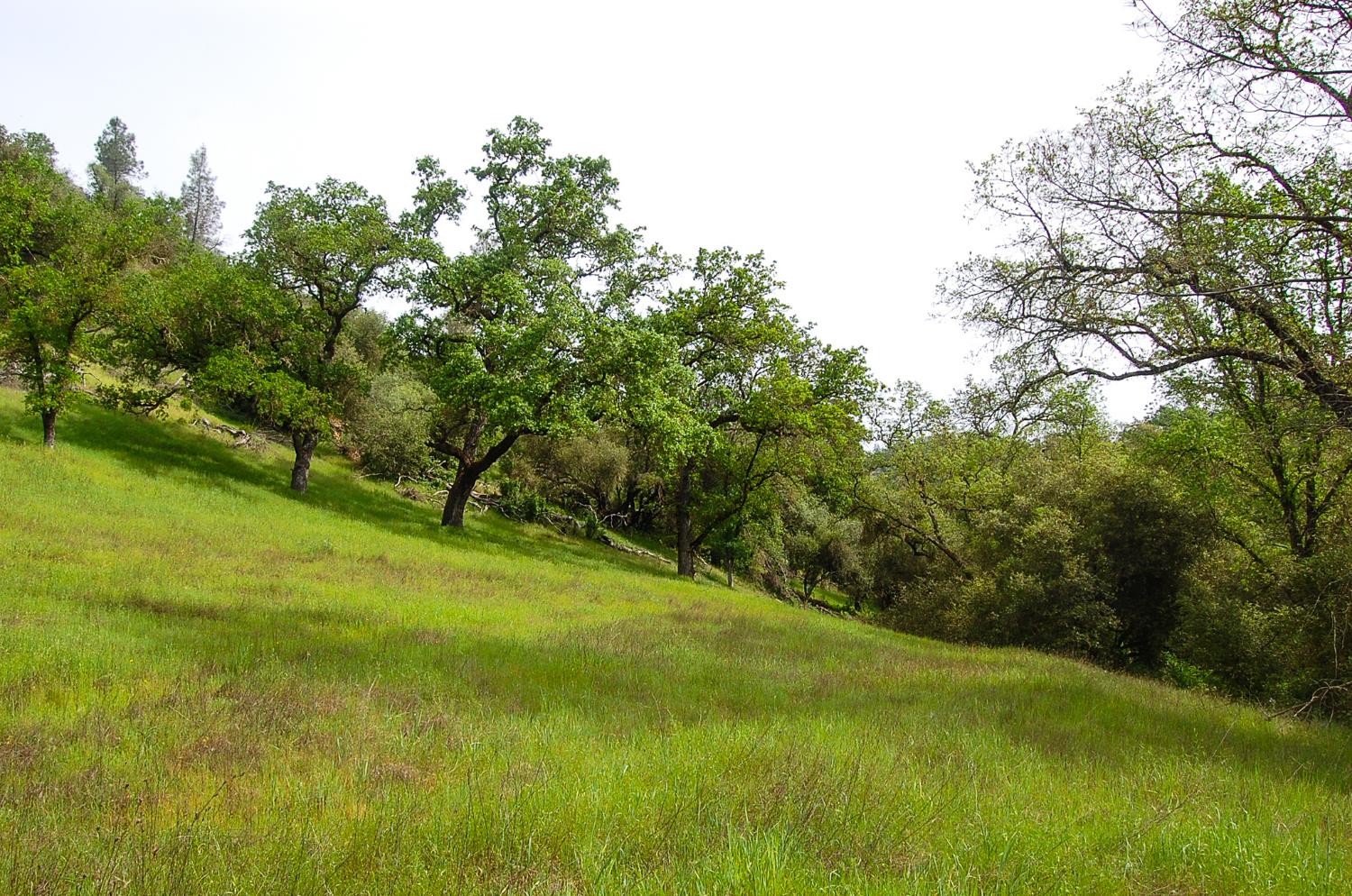 71 Hawver Road San Andreas, CA 95249 - Photo 96 of 96