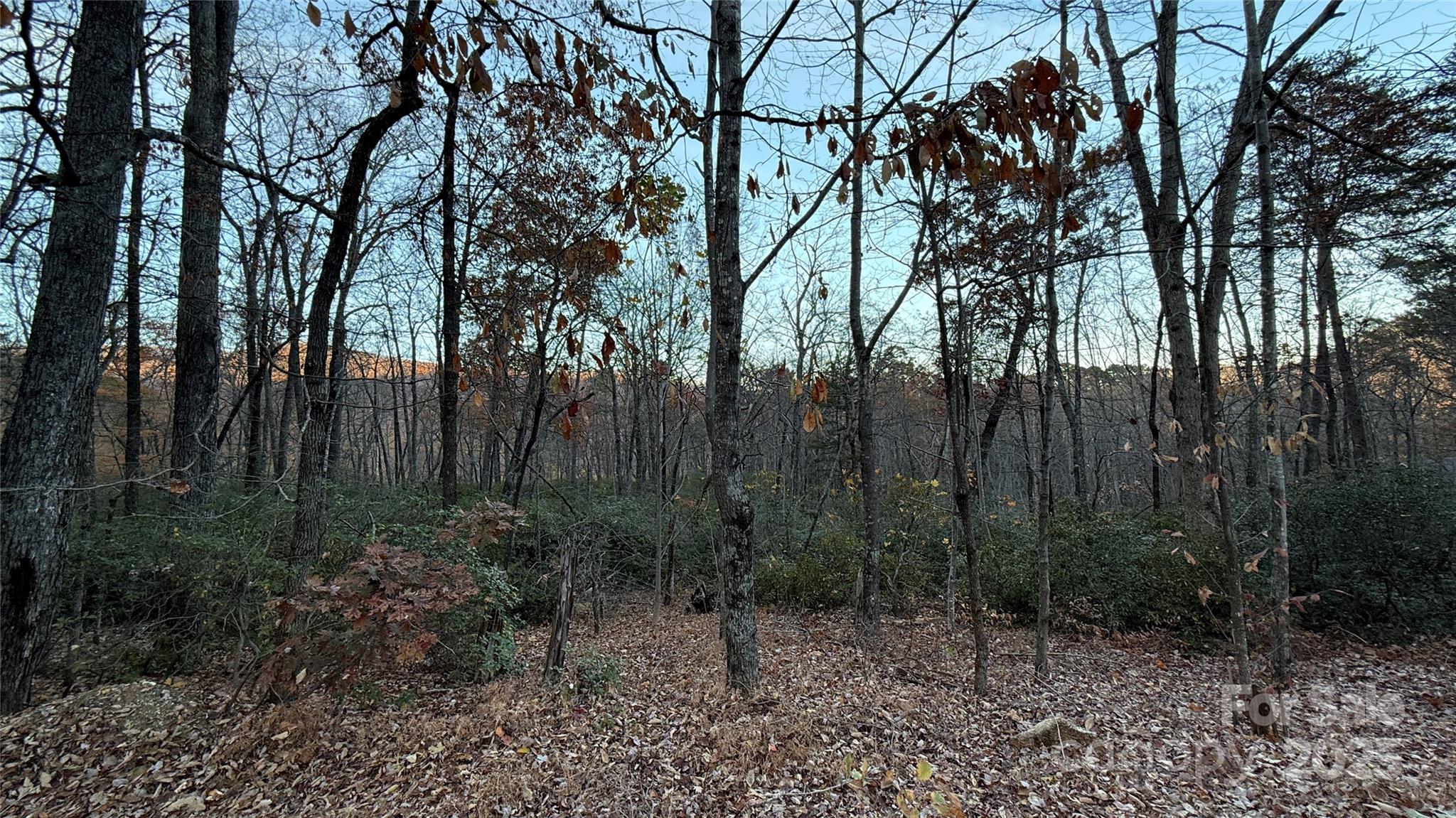 0 Quail Ridge Road Lake Lure, NC 28746 - Photo 14 of 25 a view of a forest with trees