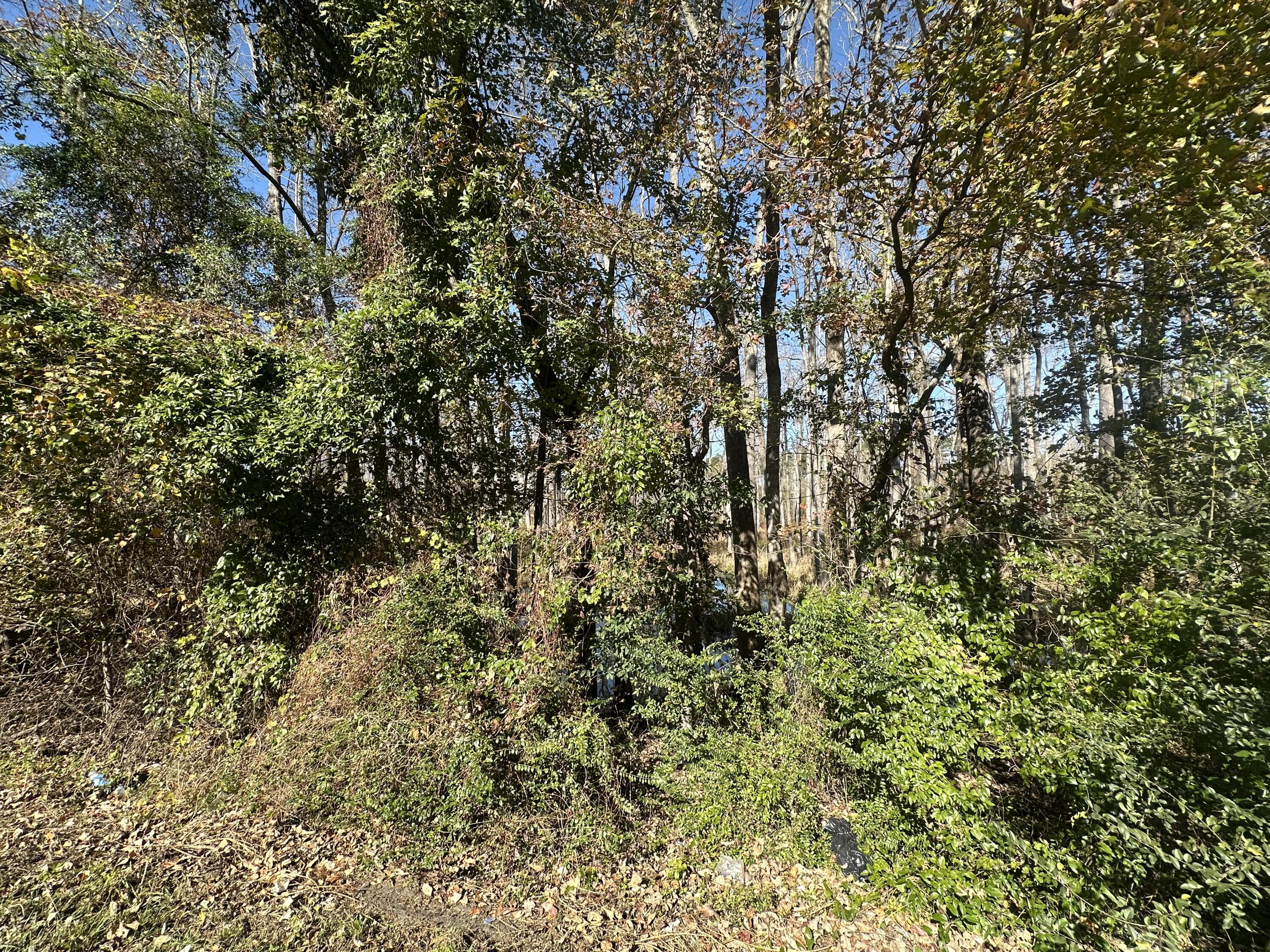 0 Five Five Chop Road Cameron, SC 29030 - Photo 3 of 6 IMG_8082