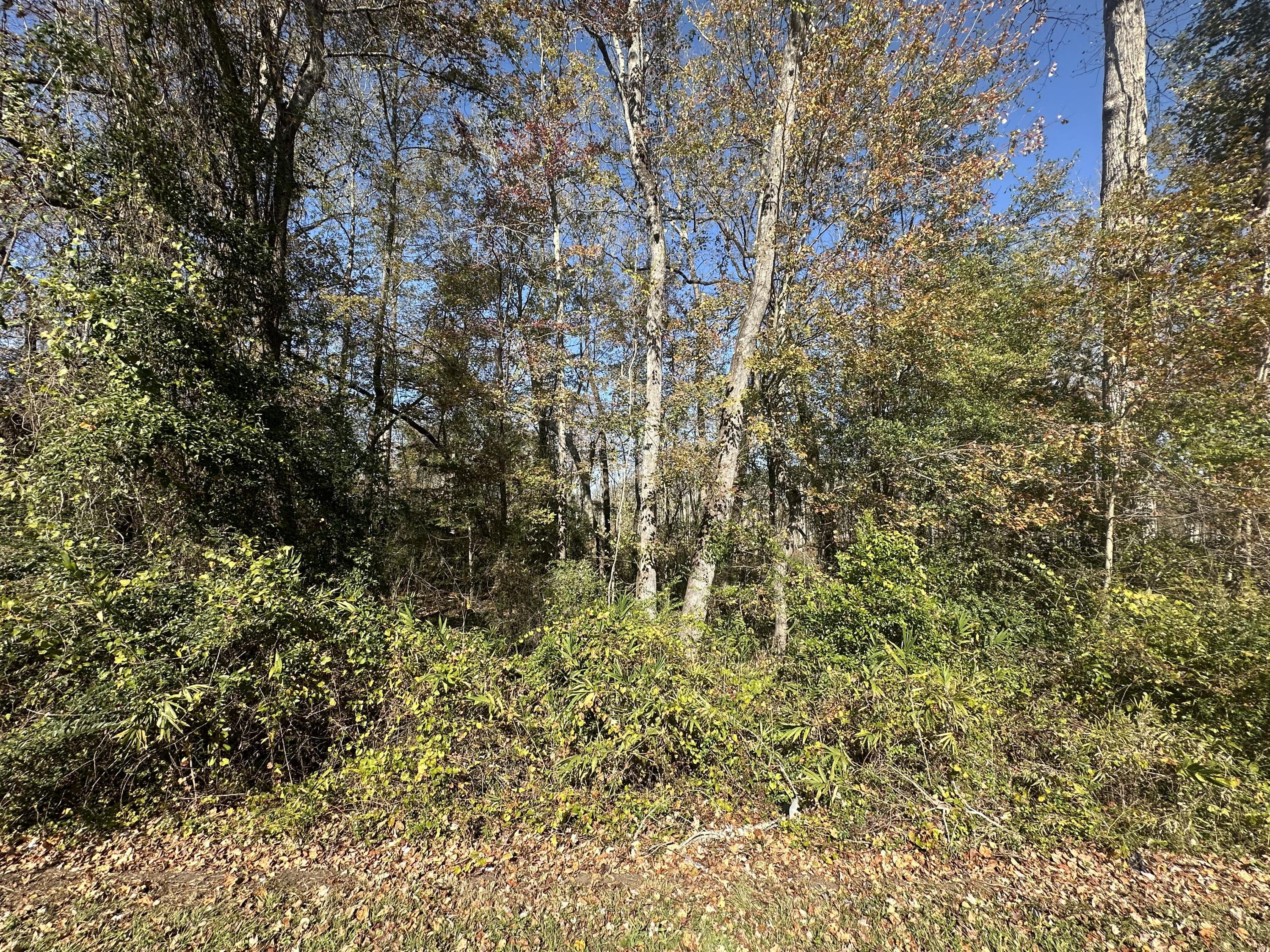 0 Five Five Chop Road Cameron, SC 29030 - Photo 4 of 6 IMG_8081