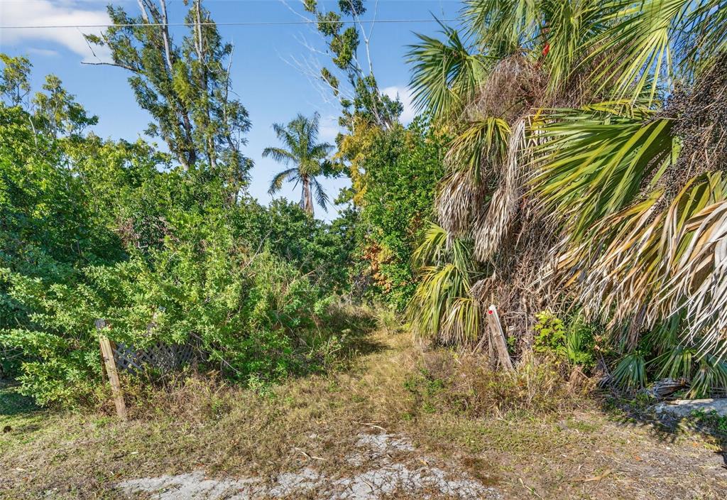 14 Old Venice Road Osprey, FL 34229 - Photo 7 of 20 a plant that is in a garden