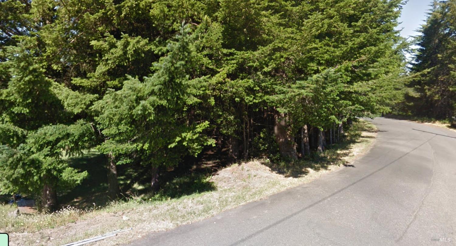 a view of a yard with plants and trees