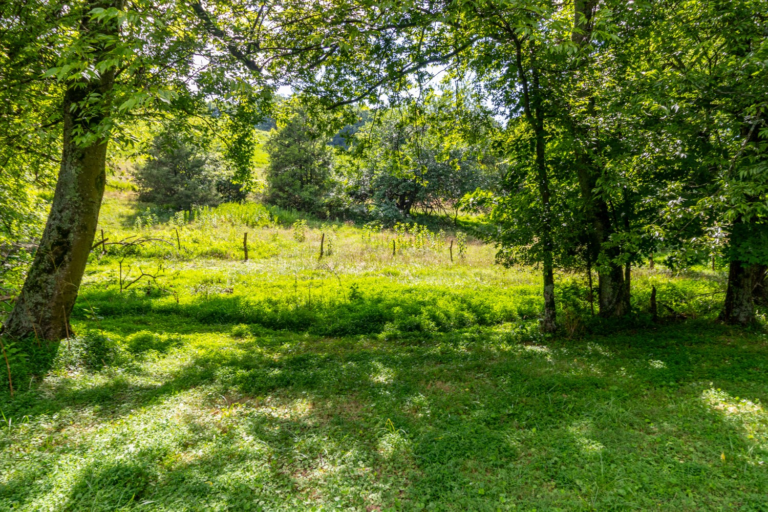 911 Petersburg-Chestnut Ridge Road Petersburg, TN 37144 - Photo 46 of 57 a view of yard with green space