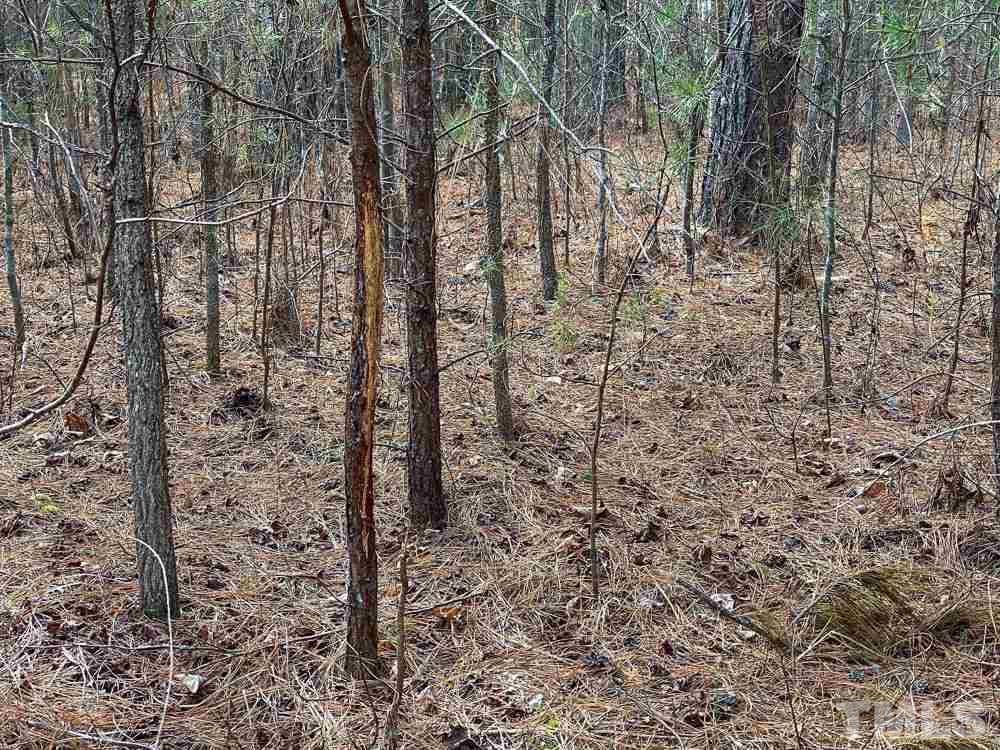 150 Bark Road Ruffin, NC 27326 - Photo 13 of 28 Gallery Image 13