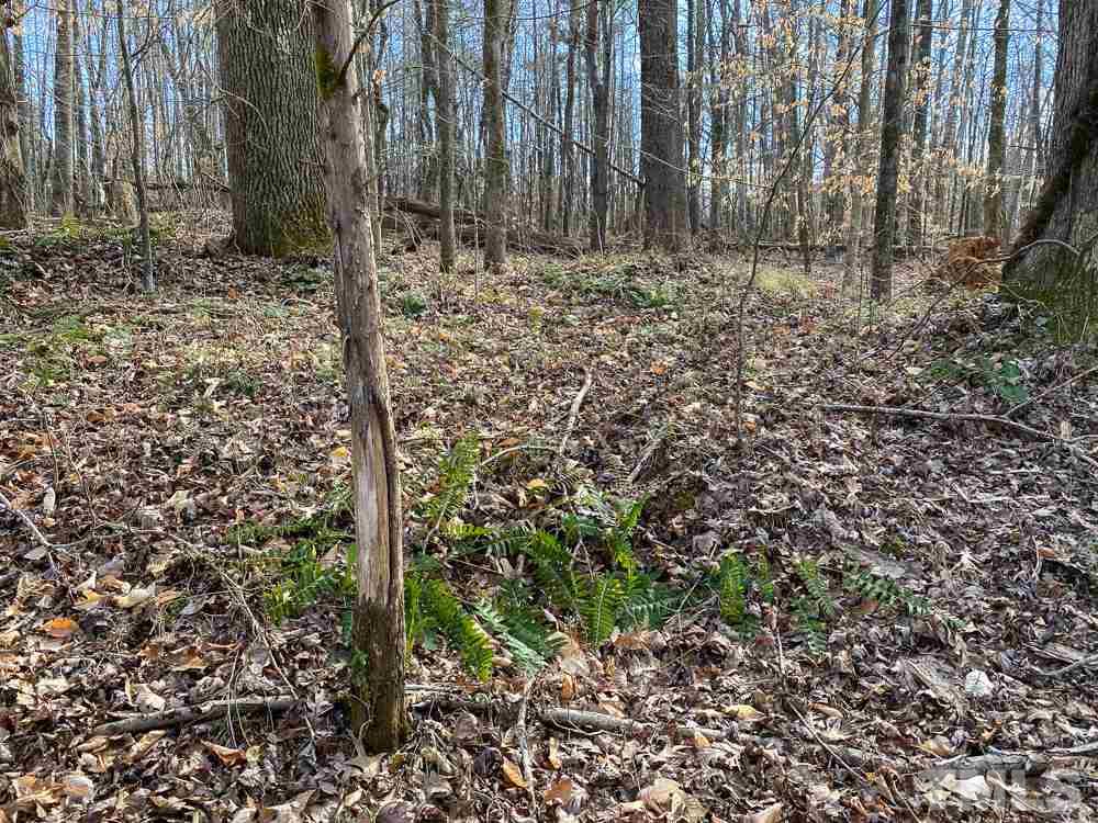 150 Bark Road Ruffin, NC 27326 - Photo 4 of 28 Gallery Image 4