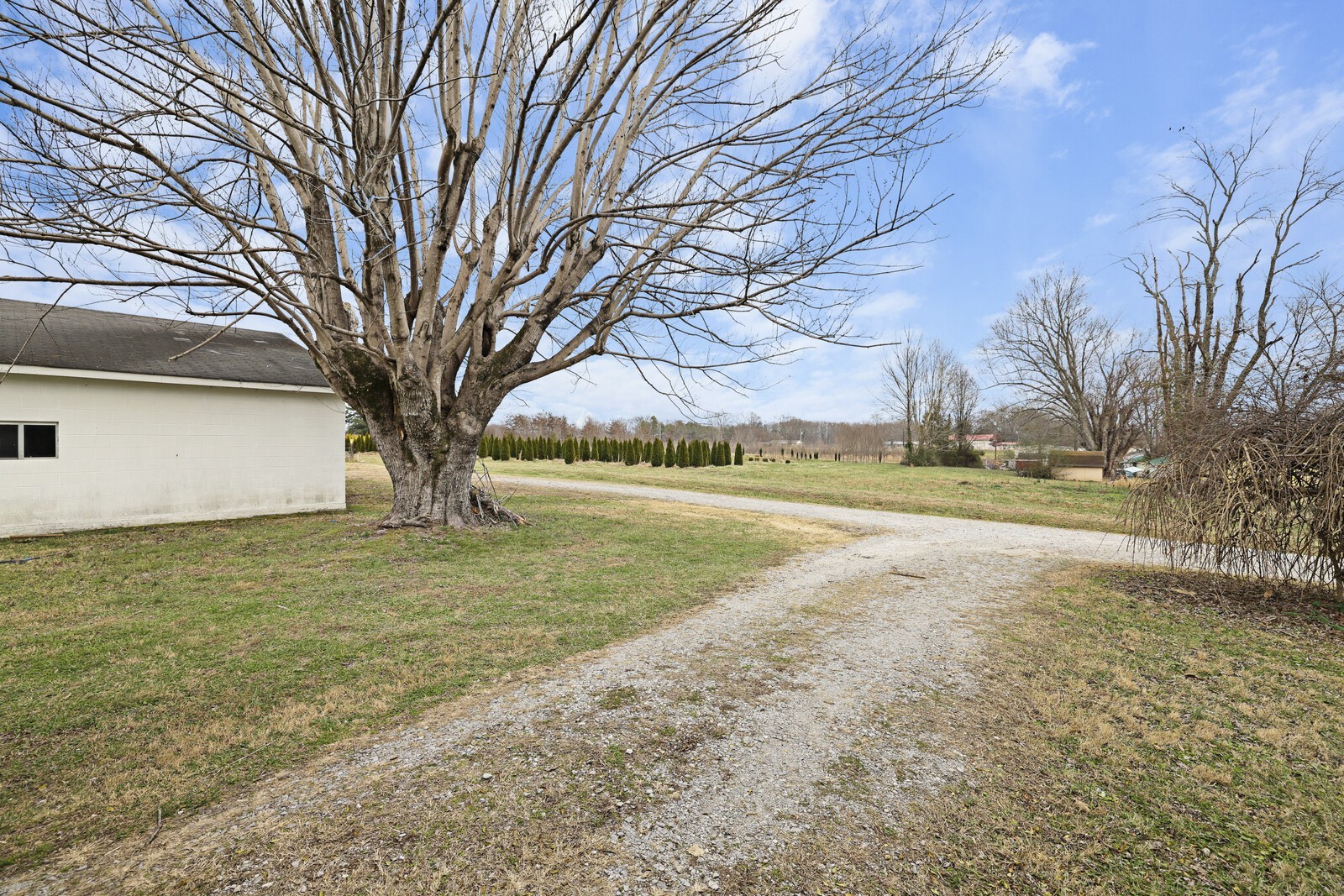 95 Pike Hill Road McMinnville, TN 37110 - Photo 25 of 42 a view of a yard with a large tree