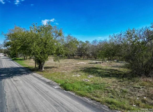 a view of a forest with a tree