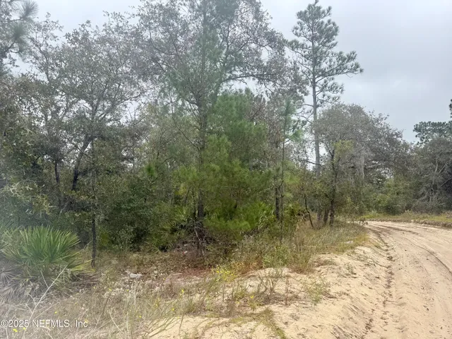 a view of a forest with trees in the background