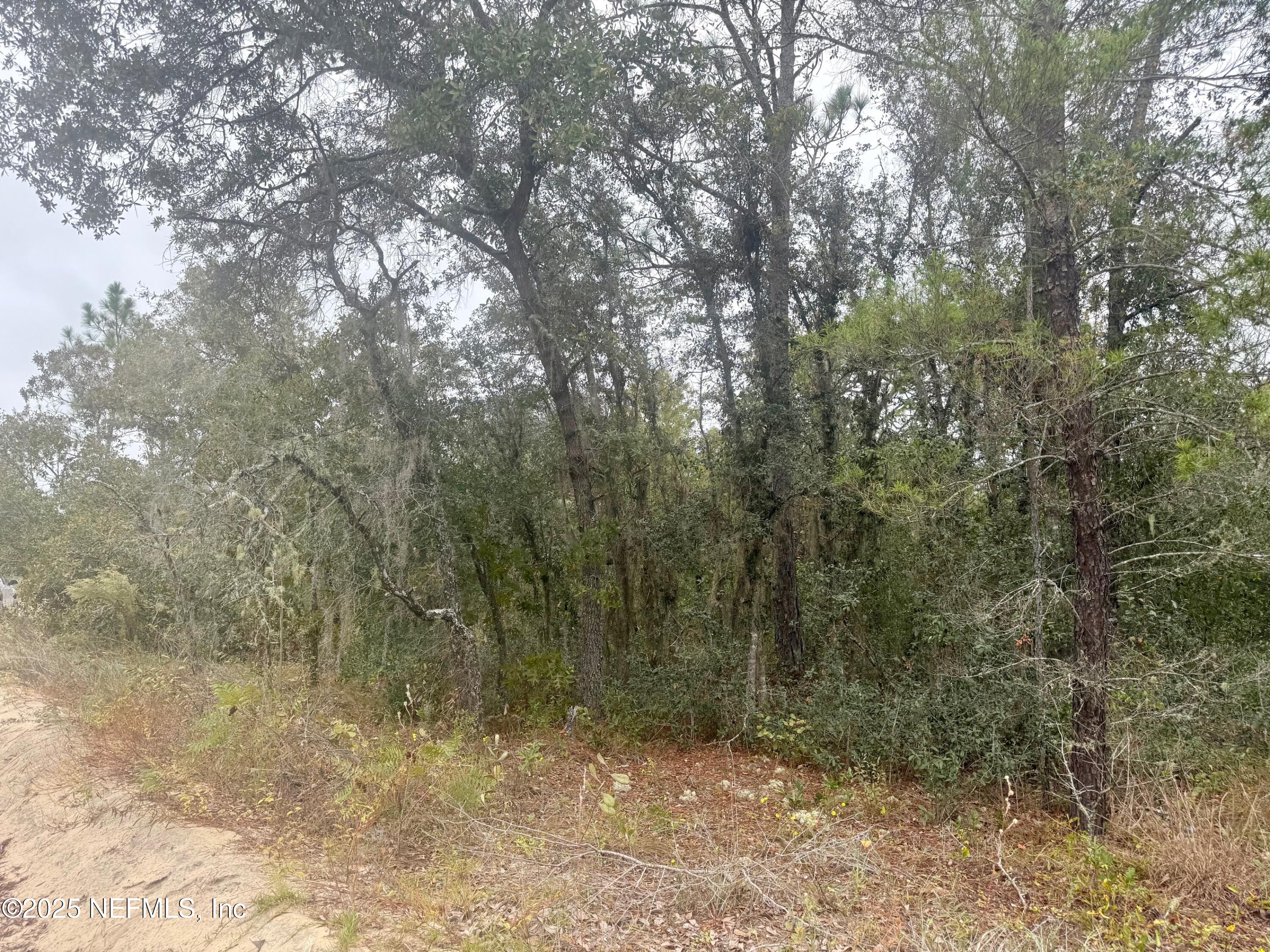 118 Geneve Street Interlachen, FL 32148 - Photo 4 of 4 a view of a forest with trees in the background