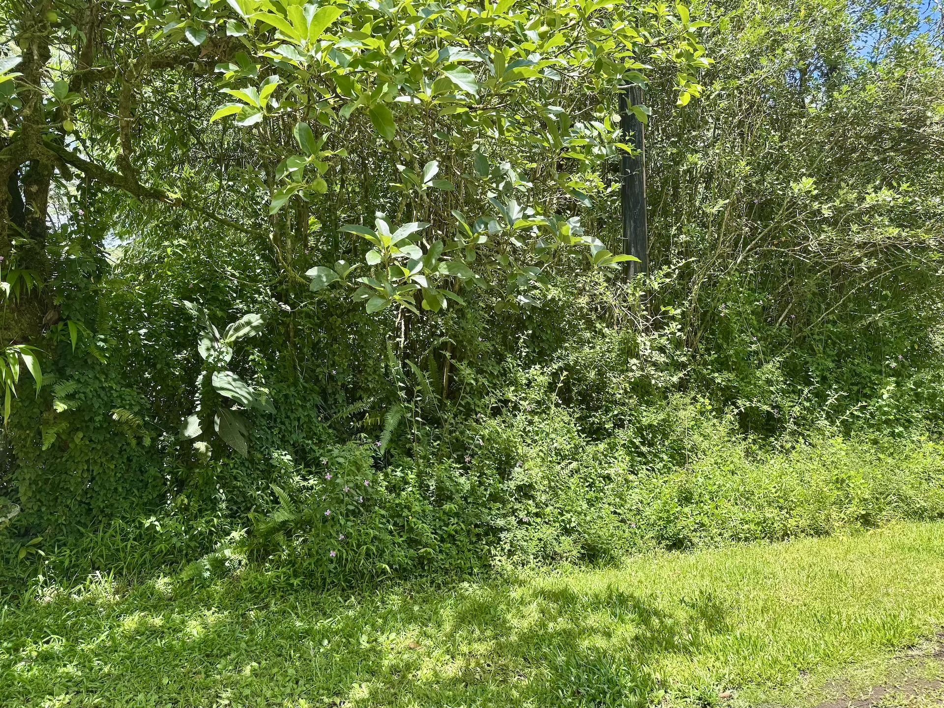 1043 Lanai Road Pahoa, HI 96778 - Photo 9 of 15