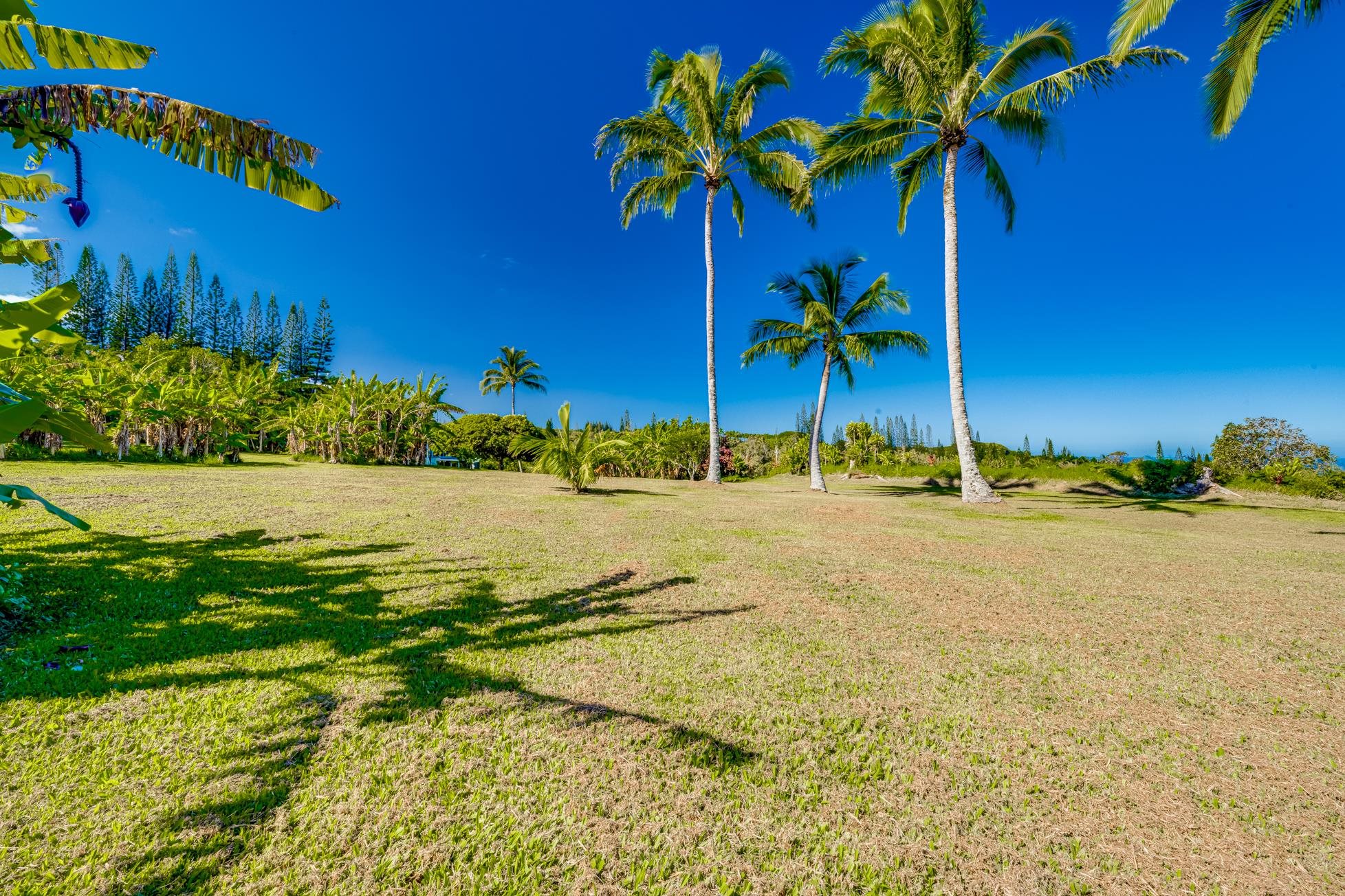 29 Door Of Faith Road, Unit B Haiku, HI 96708 - Photo 1 of 1 a view of a palm tree with a yard