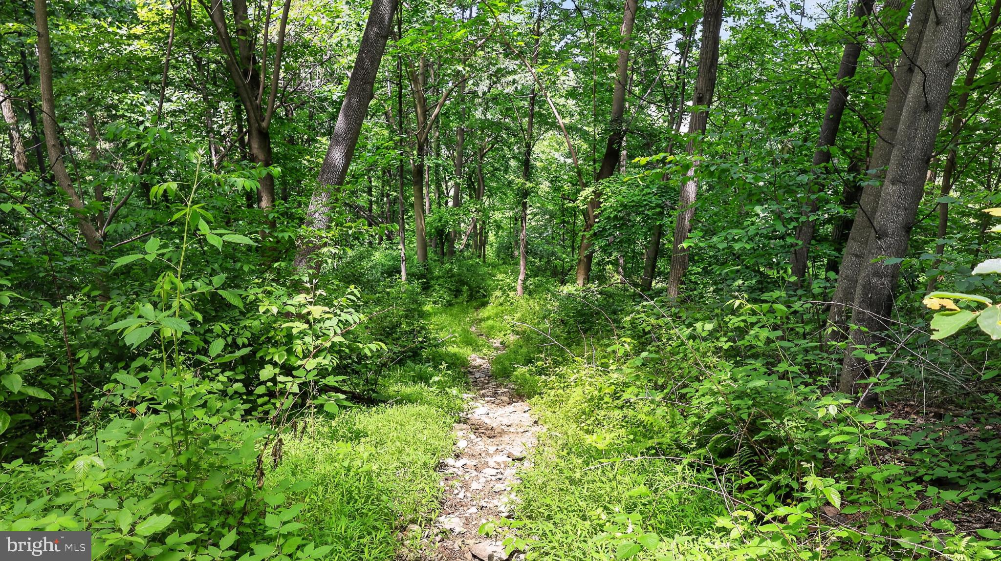 257 Hill Road New Holland, PA 17557 - Photo 93 of 94 Serene woodland path beckons adventurers.