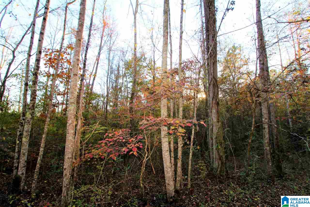 584 Greensport Road Ohatchee, AL 36271 - Photo 6 of 9